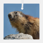 Alpiene marmot op rots glas ornament (Achterkant)