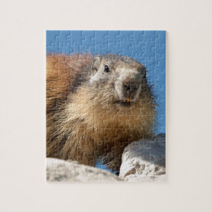 Alpiene marmot op rots legpuzzel