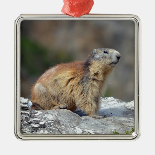 Alpiene marmot op rots metalen ornament (Voorkant)