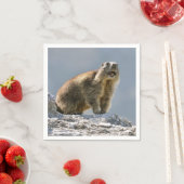 Alpiene marmot op rots servet (Insitu)