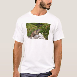 Alpiene marmot op rots t-shirt