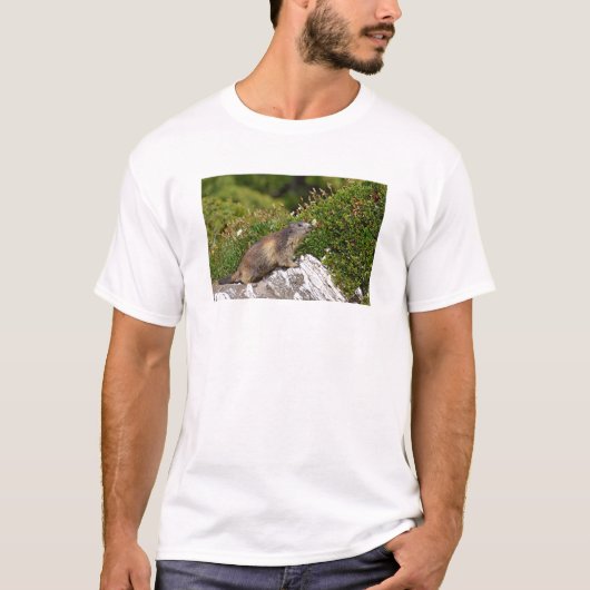 Alpiene marmot op rots t-shirt (Voorkant)