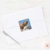 Alpiene marmot op rots vierkante sticker (Envelop)