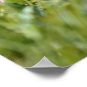 Alpiene moerasbloem poster (Hoek)