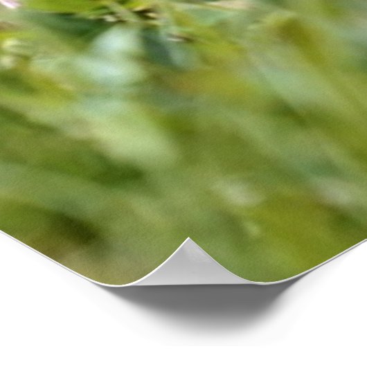 Alpiene moerasbloem poster (Hoek)