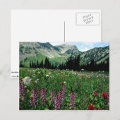 Alpiene weide in de wilde natuur van Pasayten, Cal Briefkaart (Voorkant / Achterkant)