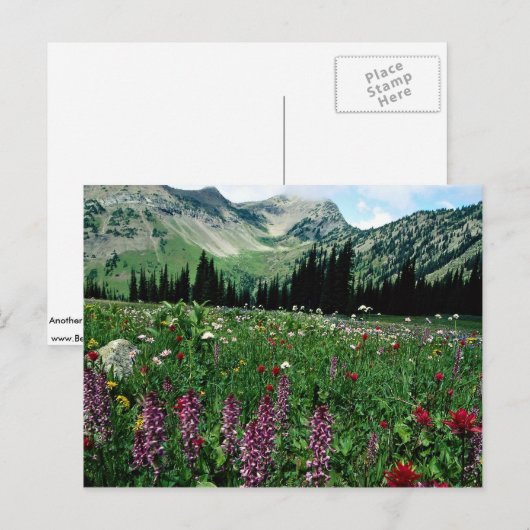 Alpiene weide in de wilde natuur van Pasayten, Cal Briefkaart (Voorkant / Achterkant)