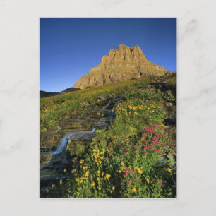 Alpiene wildbloemen en Mt-klaringen in Logan Pass Briefkaart