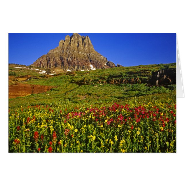 Alpiene wilde bloemen bij Logan Pass in Glacier (Voorkant Horizontaal)