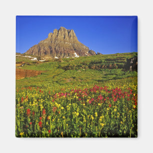 Alpiene wilde bloemen bij Logan Pass in Glacier Magneet