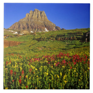 Alpiene wilde bloemen bij Logan Pass in Glacier Tegeltje