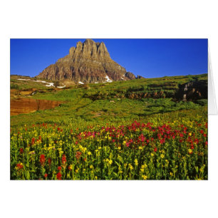 Alpiene wilde bloemen op Logan Pass in Glacier