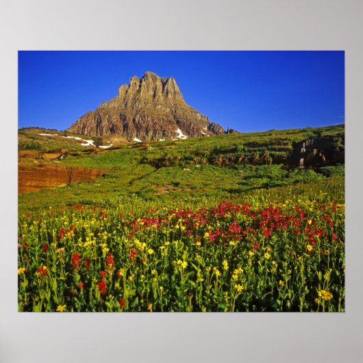 Alpiene wilde bloemen op Logan Pass in Glacier Poster (Voorkant)
