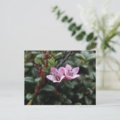 Alpine Azalea Blossom, Unalaska Island Briefkaart (Staand voorkant)