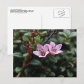 Alpine Azalea Blossom, Unalaska Island Briefkaart (Voorkant / Achterkant)