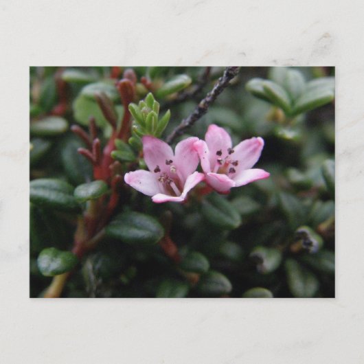 Alpine Azalea Blossom, Unalaska Island Briefkaart (Voorkant)