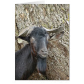 Alpine Billy Goat (Voorkant)