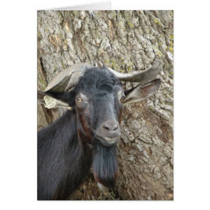 Alpine Billy Goat