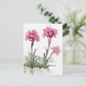Alpine catchfly in bloemenkunst waterverf briefkaa briefkaart (Staand voorkant)