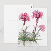 Alpine catchfly in bloemenkunst waterverf briefkaa briefkaart (Voorkant / Achterkant)
