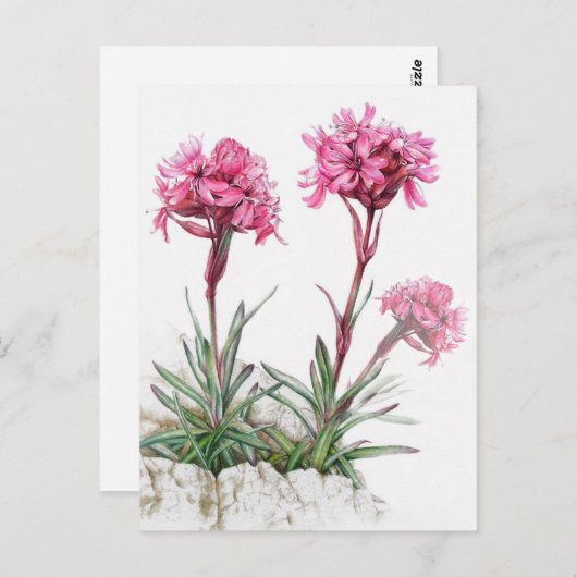 Alpine catchfly in bloemenkunst waterverf briefkaa briefkaart (Voorkant / Achterkant)
