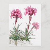 Alpine catchfly in bloemenkunst waterverf briefkaa briefkaart (Voorkant)
