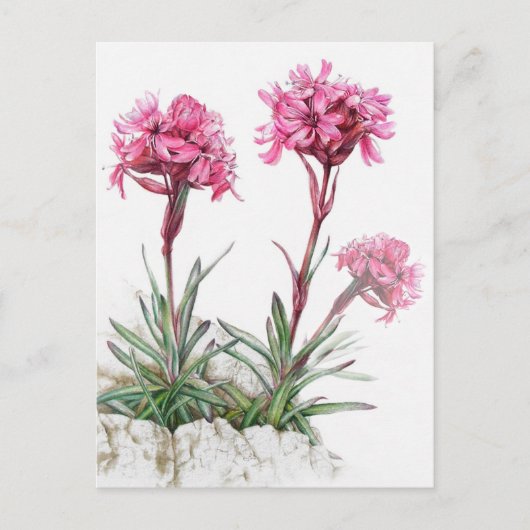 Alpine catchfly in bloemenkunst waterverf briefkaa briefkaart (Voorkant)