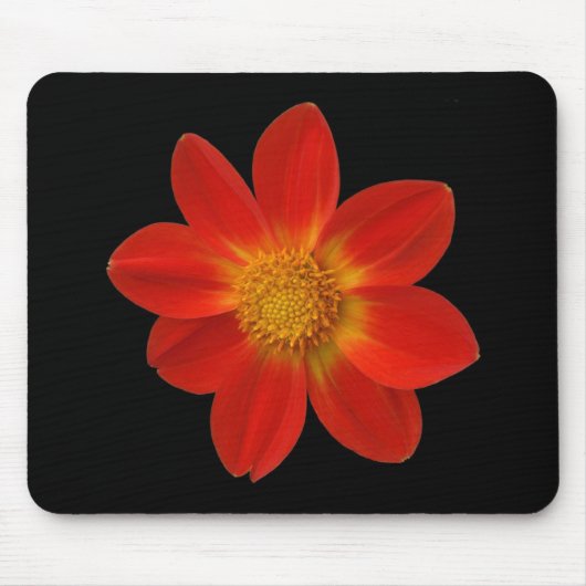 Alpine Cherub (Dahlia) Muismat (Voorkant)