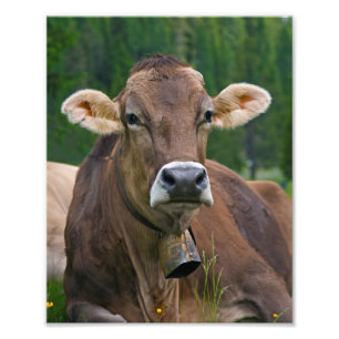 Alpine Cow Print Foto Afdruk