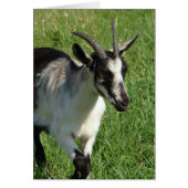Alpine Dairy Goat (Voorkant)