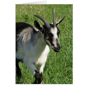 Alpine Dairy Goat
