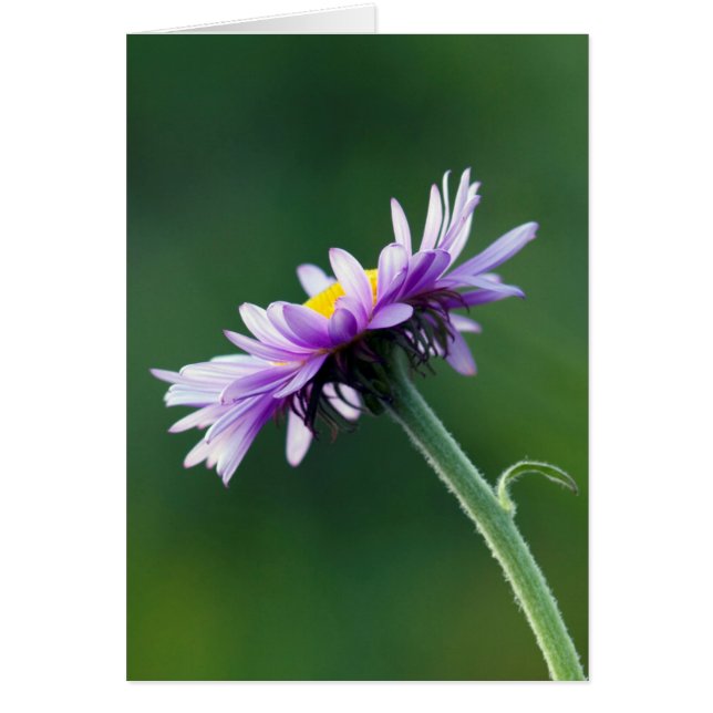 Alpine Daisy (Voorkant)