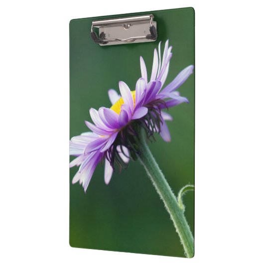 Alpine Daisy Klembord (Links)