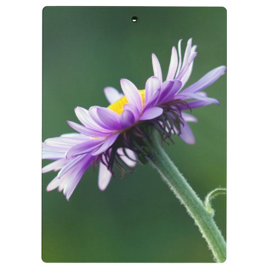 Alpine Daisy Klembord (Achterkant)