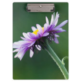 Alpine Daisy Klembord (Voorkant)