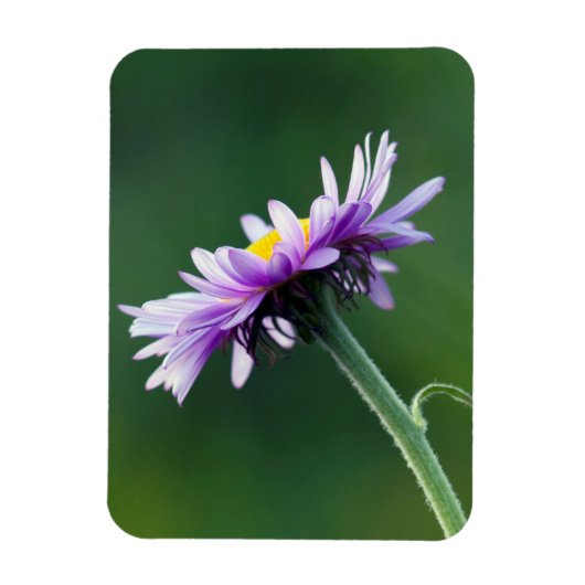 Alpine Daisy Magneet (Verticaal)