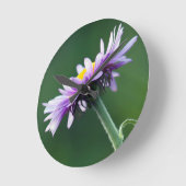 Alpine Daisy Ronde Klok (Hoek)
