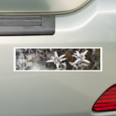 Alpine Edelweiss Bumpersticker (Op auto)
