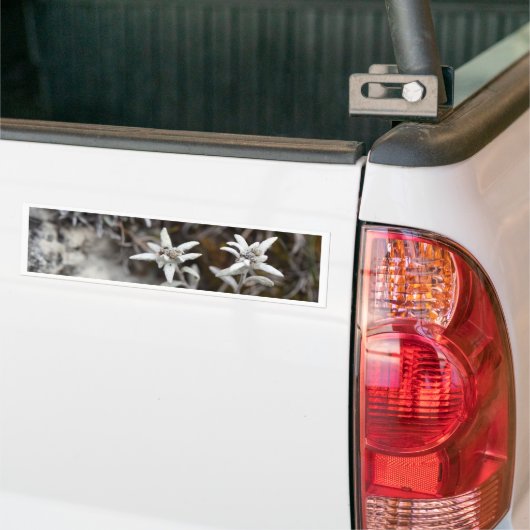 Alpine Edelweiss Bumpersticker (Op Truck)