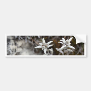 Alpine Edelweiss Bumpersticker