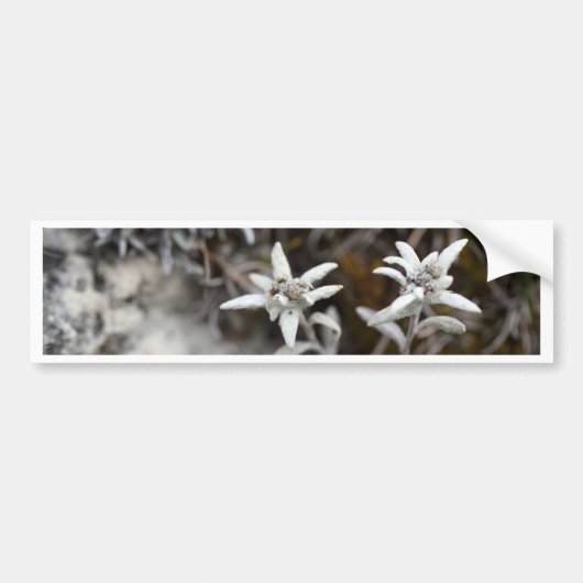 Alpine Edelweiss Bumpersticker (Voorkant)