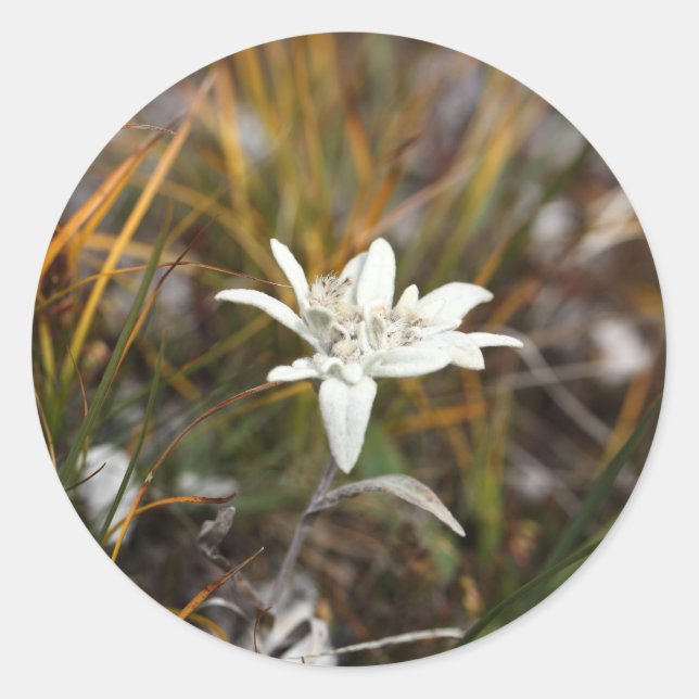 Alpine Edelweiss Ronde Sticker (Voorkant)