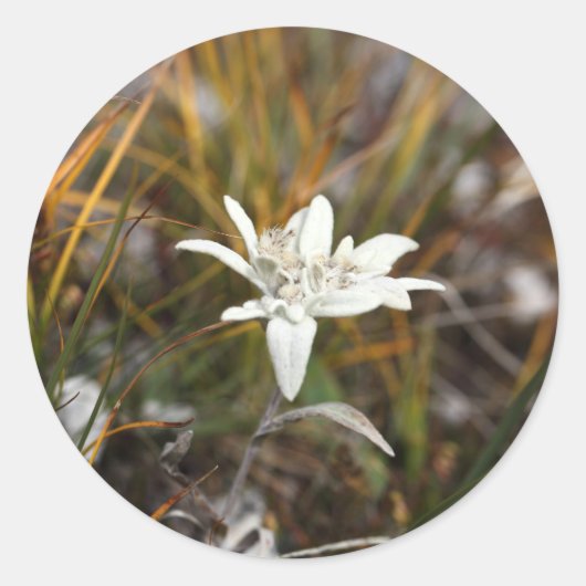 Alpine Edelweiss Ronde Sticker (Voorkant)