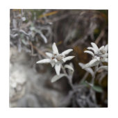 Alpine Edelweiss Tegeltje (Voorkant)