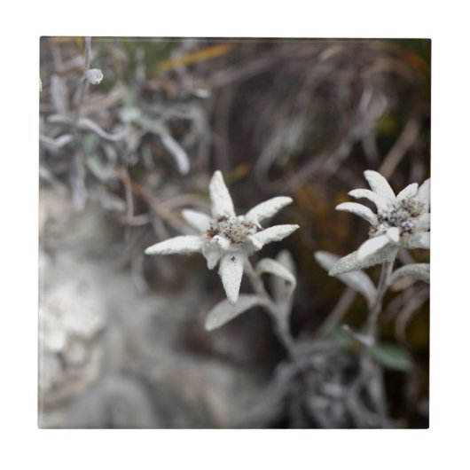 Alpine Edelweiss Tegeltje (Voorkant)
