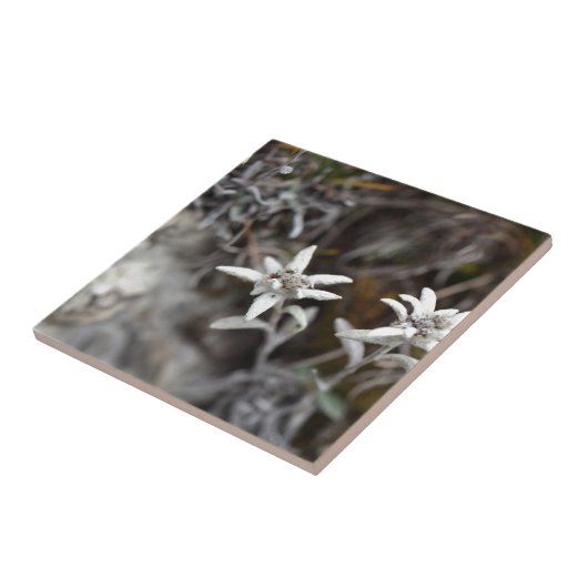 Alpine Edelweiss Tegeltje (Zijkant)