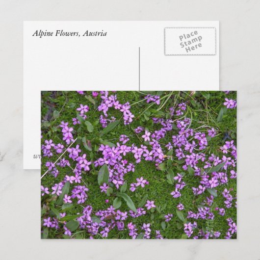 Alpine Flowers Briefkaart (Voorkant / Achterkant)