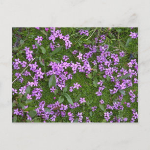 Alpine Flowers Briefkaart