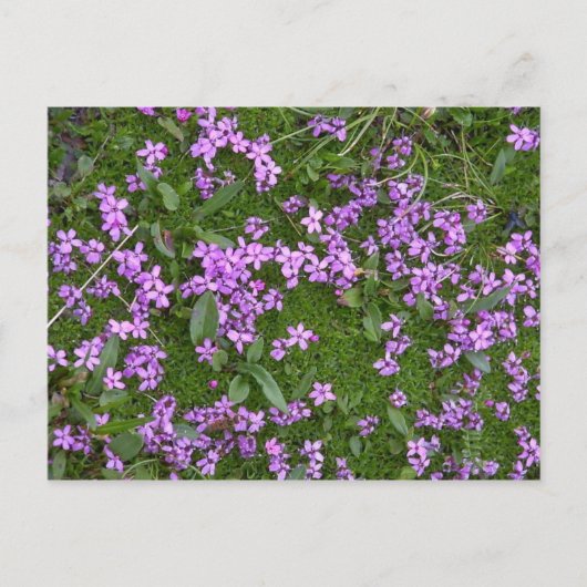 Alpine Flowers Briefkaart (Voorkant)