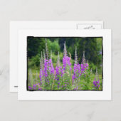 Alpine Flowers Meadow Sage La Berneuse Leysin Briefkaart (Voorkant / Achterkant)